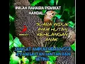 Download Lagu suara induk ayam hutan asli kehilangan anak\