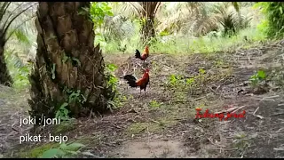 Download ayam hutan jantan ini datang bersama  2 ayam hutan betina MP3