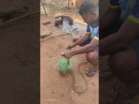 SNAKE BITE |MR COBRA |POVIARASAN