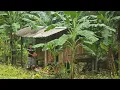 Download Lagu Bringing My Dog and chickens Into the New House l Mountain Farm life