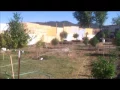 UPDATE GROWING MARIJUANA GARDEN USING NECTAR FOR THE GODS OREGON