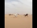 Download Lagu Arabian horse racing
