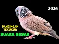 Lagu Suara Burung Tekukur Gacor Untuk Pikat Di Tahun 2026 Paling Ampuh Untuk Memanggil Lawan