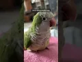 Download Lagu Parrot feather preening tips