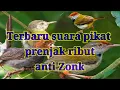Download Lagu Suara pikat prenjak ribut terbaru |ampuh |anti zonk