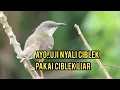 Download Lagu Masteran Ciblek langsung dari Alam bebas lebih garang dan ngebren