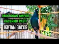 Lagu PANCINGAN AMPUH KACERMU PASTI IKUTAN GACOR !! PANCINGAN KACER GACOR PASTI NYAUT AMPUH.
