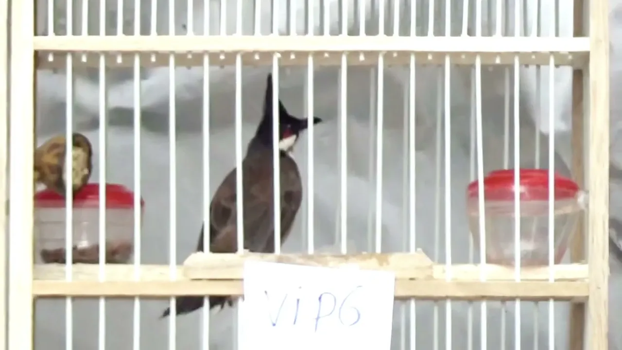 8-10 LÂN VIP | LÂN CUI | 5 SIÊU PHẨM MỜI AE ĐƯA VỀ ĐỘI | BỘ KHỦNG |
