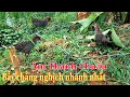 Lagu Bẫy chim chằng nghịch quốc hoa bằng âm thanh chuẩn,hiệu quả không ngờ