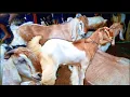 Lagu Ini baru sesssz❗ Kambing Indukan super dan PE  lapak markas etawa digelar dipasar slahung ponorogo