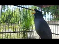 Download Lagu Semua Jenis Burung Jalak langsung Bunyi Dengar Kicauan Jalak Kebo Full Isian pagi hari Part 19