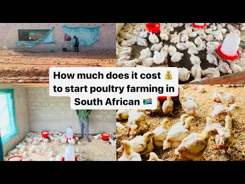 Download MP3 Day Life of a South African Farmer👩‍🌾 How much does it cost to start poultry farming in S A 🇿🇦💰