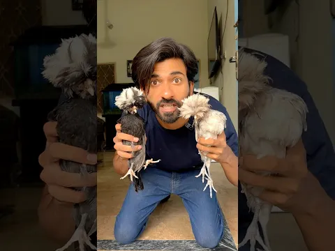 Chick Care 🐣 #shorts #pets #hen #birds #viralshorts