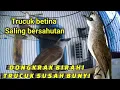 Lagu Suara trucuk betina birahi memangil jantan..ampuh untuk jebol birahi trucuk malas bunyi