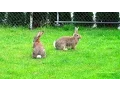 Download Lagu All rabbit breeds