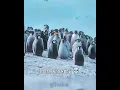 Download Lagu Flowers are blooming in Antartica || Antartica Edit || #scp #alightmotions #fypシ゚viral #edit