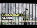 CUCAK RAWIS GACOR UNTUK PANCINGAN DAN MASTERAN