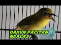 pleci dakun Pacitan ngalas Pancingan pleci agar buka paruh.