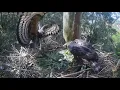 Download Lagu Wojownik wspaniały -Crowned Eagle Zimbali Estate -Afryka - samiec z dostawą 2025 09 02