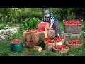 Download Lagu Village Strawberry Cake \u0026 Homemade Strawberry Pastila Recipe
