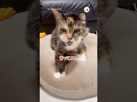 難聴猫さんが主さんの存在に気づいた瞬間｜PECO