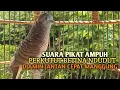 Lagu Perkutut Betina memanggil jantan Suara bersahutan perkutut lokal gacor , Ampuh untuk PANCINGAN