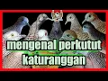Download Lagu 35 jenis PERKUTUT KATURANGGAN beserta ciri cirinya