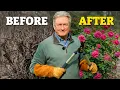 Pruning Mistakes That Ruin Trees Shrubs And How to Avoid Them