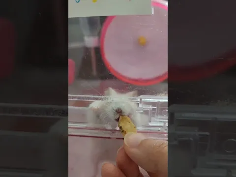 콩콩이 이갈이 #햄스터