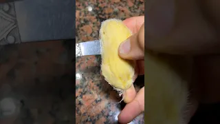 زراعة المانجو في المنزل زراعة اكسبلور Gardening Plant 