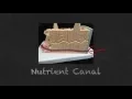 Compact Bone Model Review