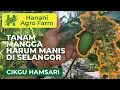 Download Lagu Tanam Harum Manis di Selangor? | Hanani Agro Farm