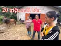 Download Lagu Em nhình,mặt buồn thiu khi vượt 20 km không chốt được bò,choáng khi nghe ông chủ phát giá.,!