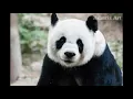 Sound efek suara panda