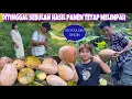 Download Lagu WALAU DITINGGAL SEBULAN KE INDONESIA HASIL PANEN LABU DAN KACANG TANAH MELIMPAH RUAH BUAHNYA BESAR 