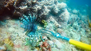 Scuba Diving: MV Hema Wreck & Spearfishing Lionfish at Shark Reef – Caribbean Scuba Diving