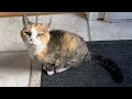 Download Lagu 🔉Miss Muffy Wants to Stay Indoors | Super Senior Cat Routine😲