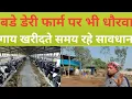 Lagu बडे डेरी फार्मो पर भी होता है धौरवा#cow #dairyherd #dairyfarm #farming 