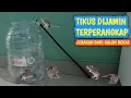 Download Lagu HANYA PAKAI GALON BEKAS, RUMAH SELAMANYA BEBAS DARI TIKUS !!!