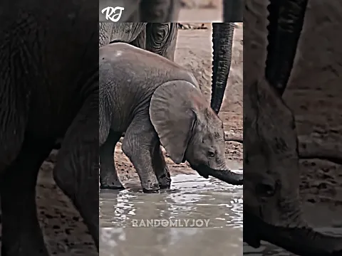 Why Baby Elephants Struggle With Their Trunks!🤣🐘