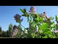 About Alfalfa