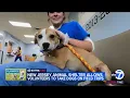 New Jersey animal shelter taking adoptable dogs on field trips
