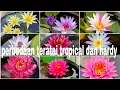 Download Lagu Perbedaan bunga teratai tropical dan hardy | difference waterlily hardy and tropical