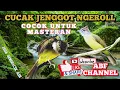 Download Lagu CUCAK JENGGOT GACOR ROLL PANJANG || MASTERAN PALING DICARI KICAU MANIA