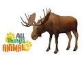 MOOSE Animals For Kids All Things Animal TV