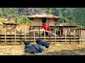 Download Lagu Building Bamboo Fence _ Make A Shelter For The Piglets In Farm _ Trieu Mai Huong(