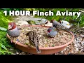 Finch Aviary - 1 Hour of Calm Bird Sounds 4K