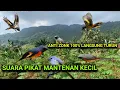 Download Lagu suara pikat mantenan kecil ribut