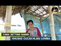 Lagu Cara Setting Mandi Khusus Cucak Hijau Lomba