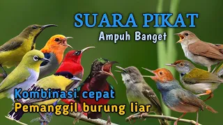 suara pikat ampuh semua jenis burcil 